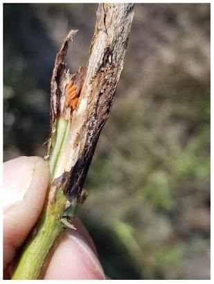 Stem injury and soybean gall midge larvae beneath the outer layer of the stem. 
